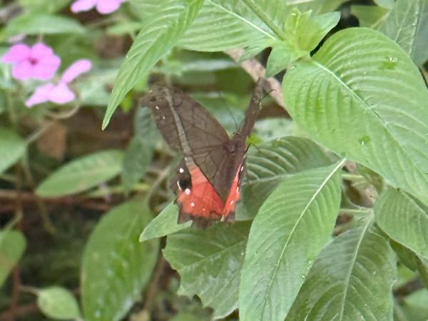 <h3><a href="/trips/costa-rica/biota/animalia/arthropoda/insecta/lepidoptera/nymphalidae/pierella helvina/pierella helvina-nl.html">Pierella&nbsp;helvina</a> /  / </h3>Apple met iPhone 16 Pro back triple camera 6.765mm f/1.78, 1/37 sec  bij F1.8, ISO 500